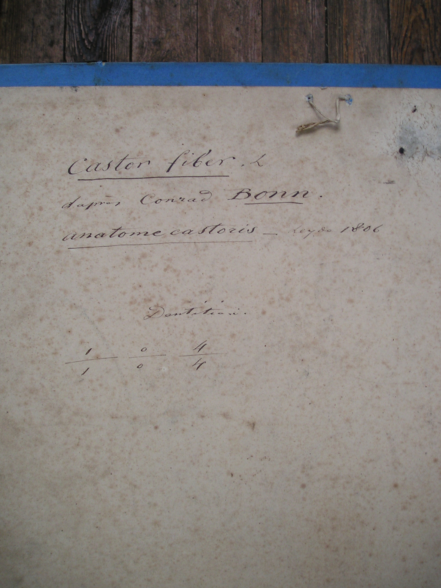 Castor fiber. L. - 2 dessins d'organes